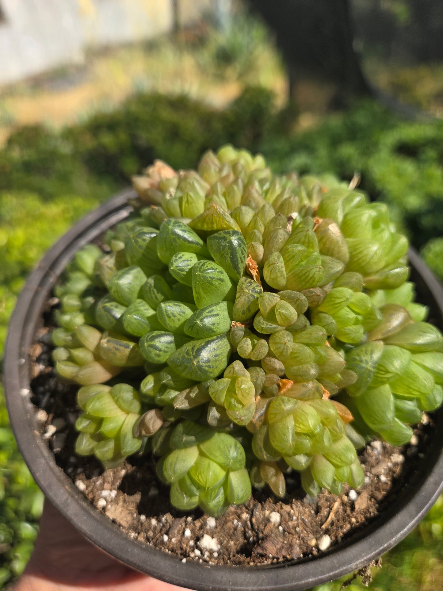Hawortia Obtusa Crested (6" pot)