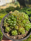 Hawortia Obtusa Crested (6" pot)