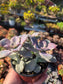 Graptopetalum Purple Delight