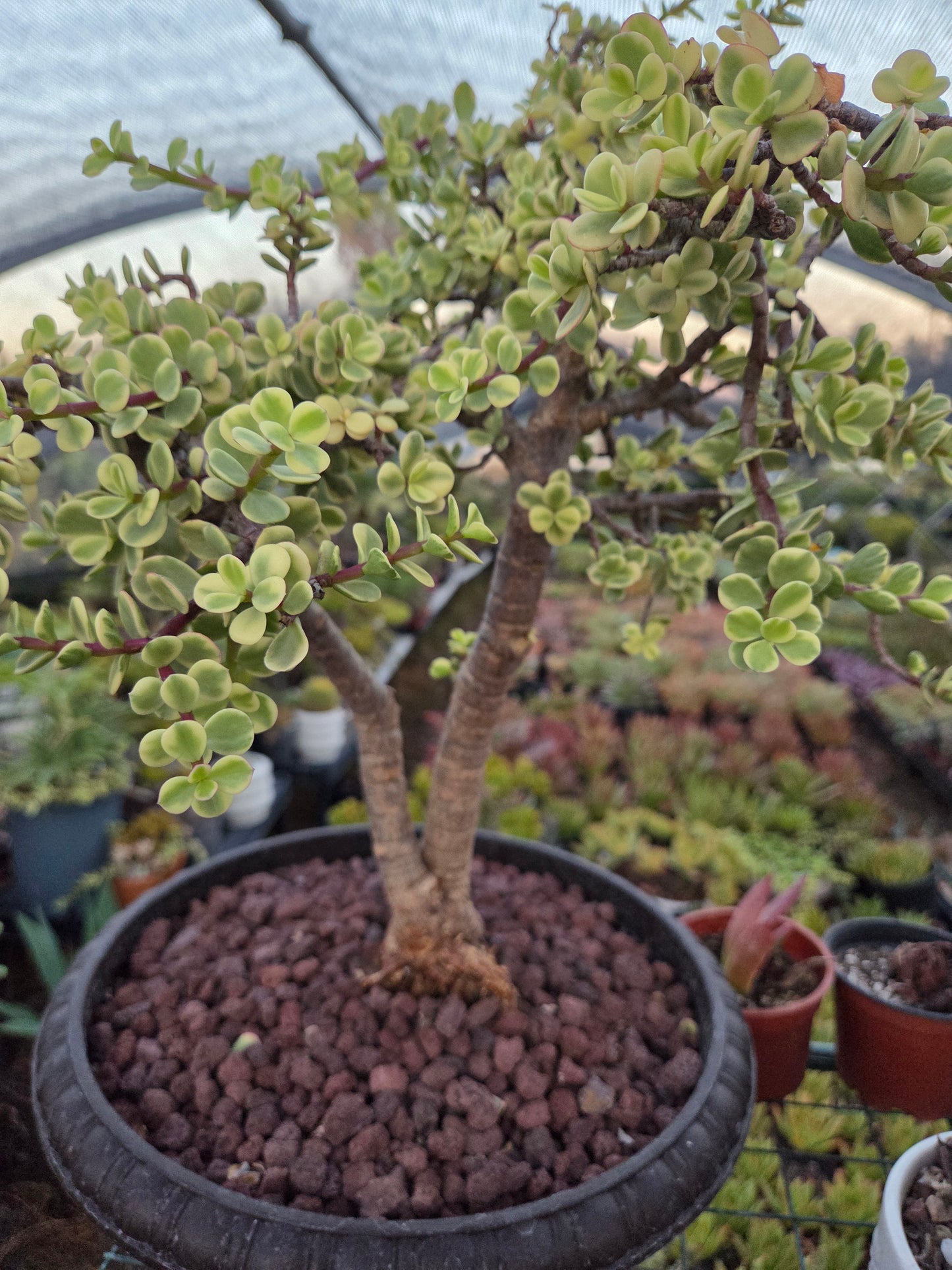 Portulacaria Afra Variegated Tree " Variegated Elephant Bush Tree" Bonsai Tree