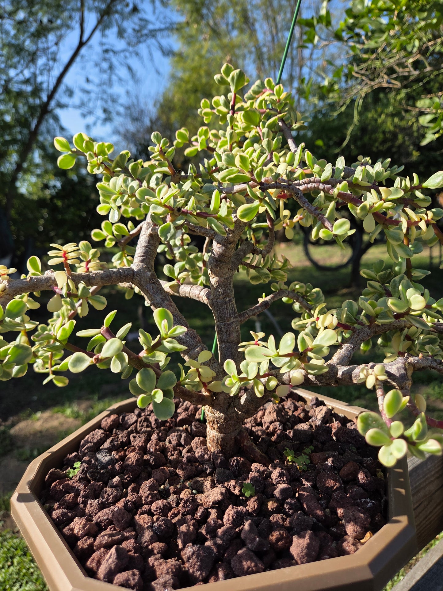 Portulacaria Afra Variegated Tree " Variegated Elephant Bush Tree" Bonsai Tree