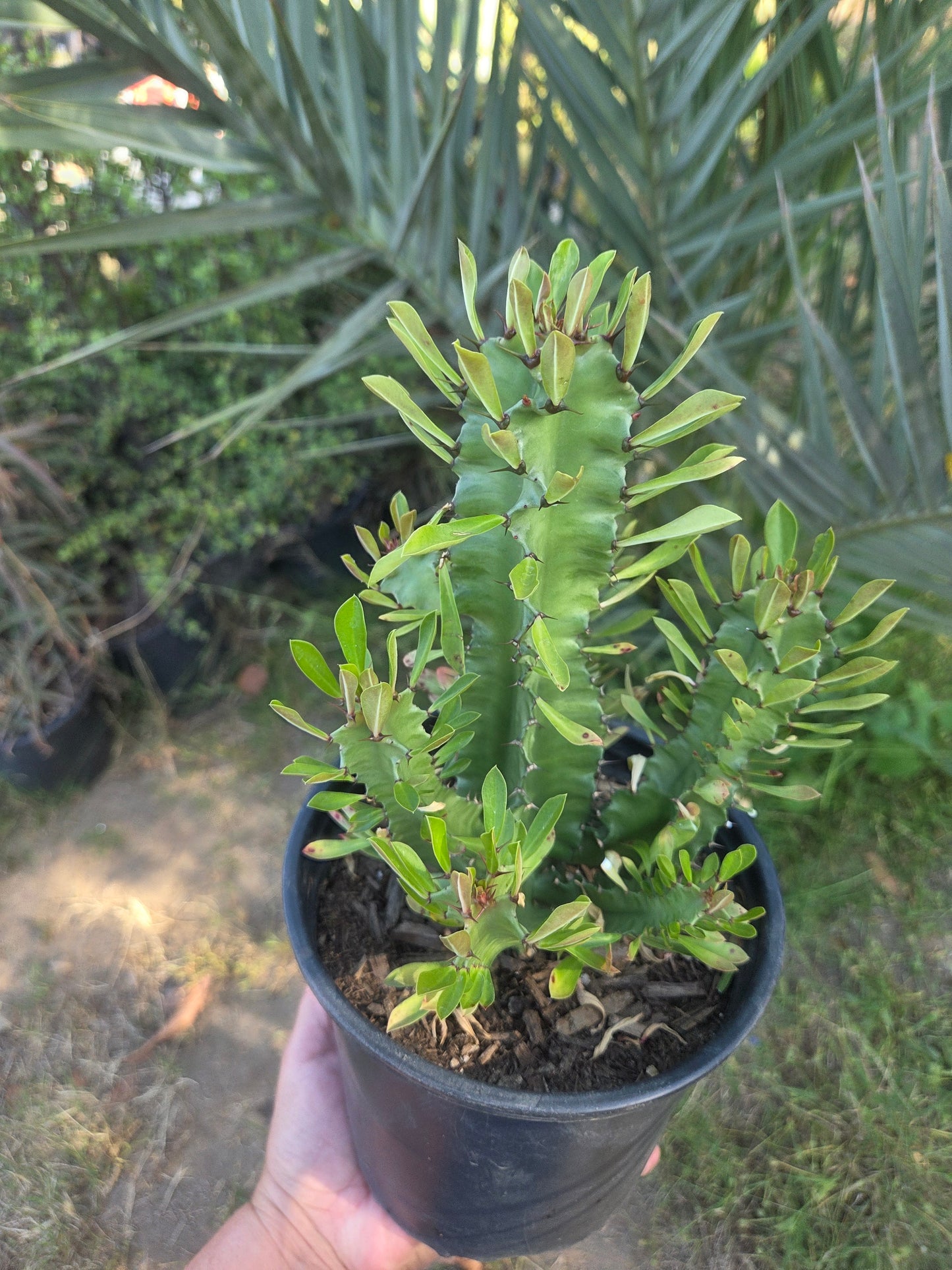 Euphorbia Royleana (1 Gal. Pot)