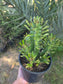 Euphorbia Royleana (1 Gal. Pot)