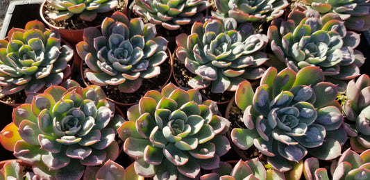 4" Echeveria Raindrops