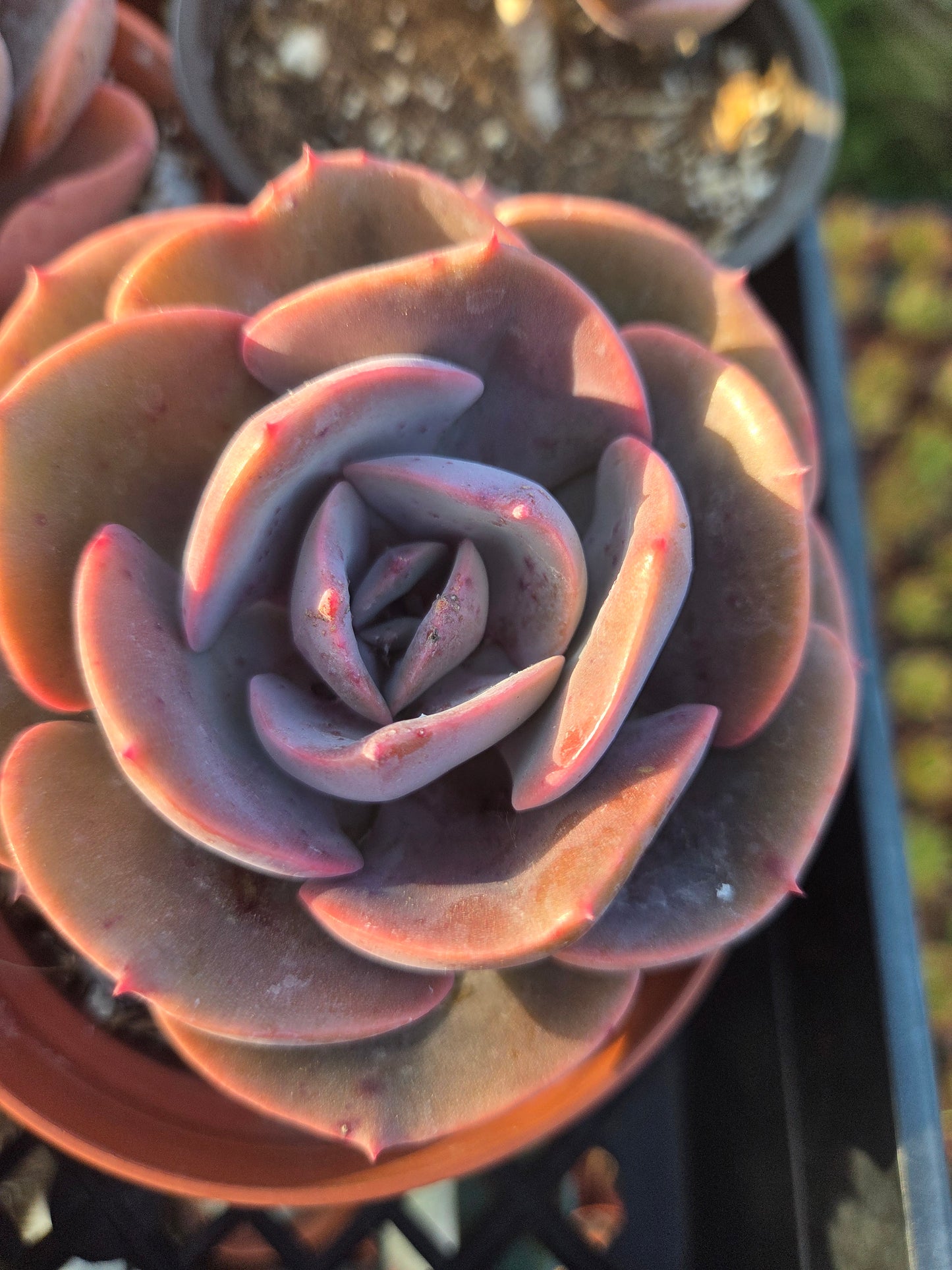 Echeveria Dusty Rose (4" pot) Succulent Plant