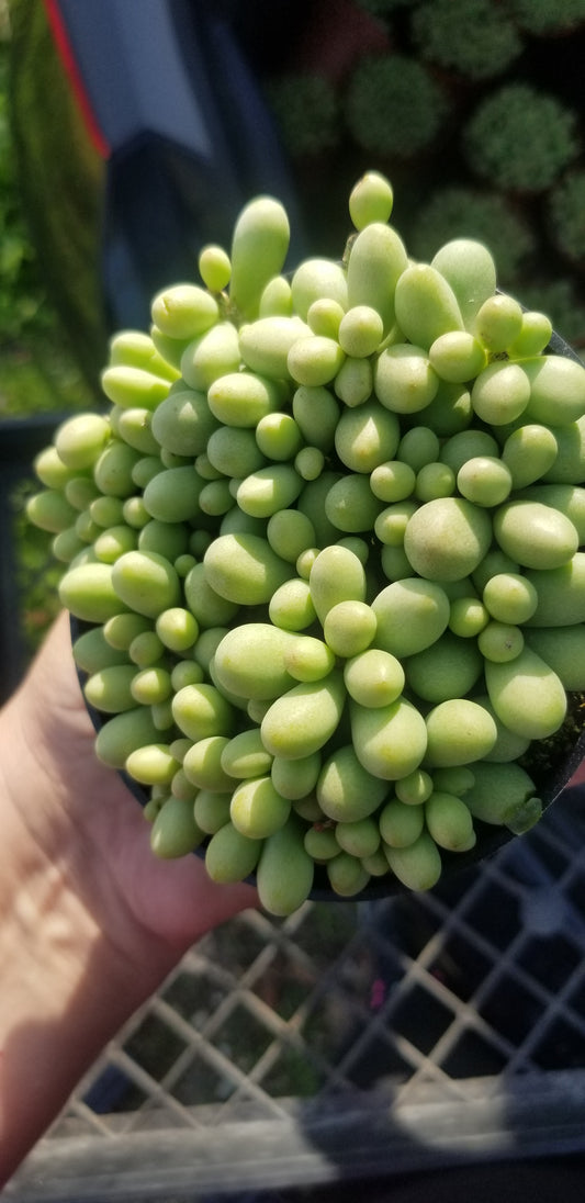 Cotyledon Schaeferianus "Dragon Eggs" (4" pot)