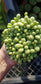 Cotyledon Schaeferianus "Dragon Eggs" (4" pot)