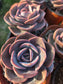 Echeveria Dusty Rose (4" pot) Succulent Plant