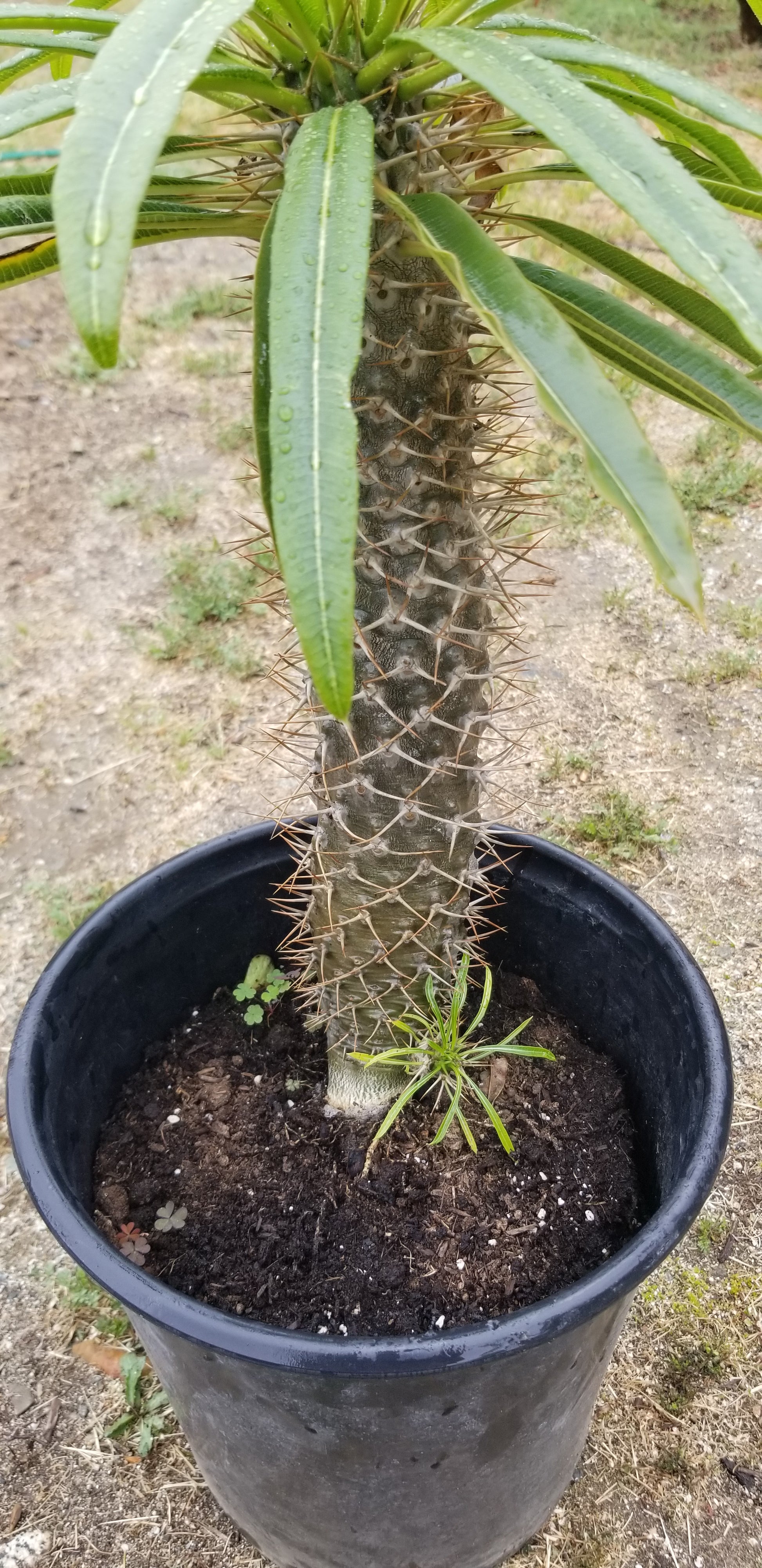 palm succulent plant Madagascar Palm "Pachypodium Lamerei" (5 Gal. Pot) – Beaultiful Desert Plants