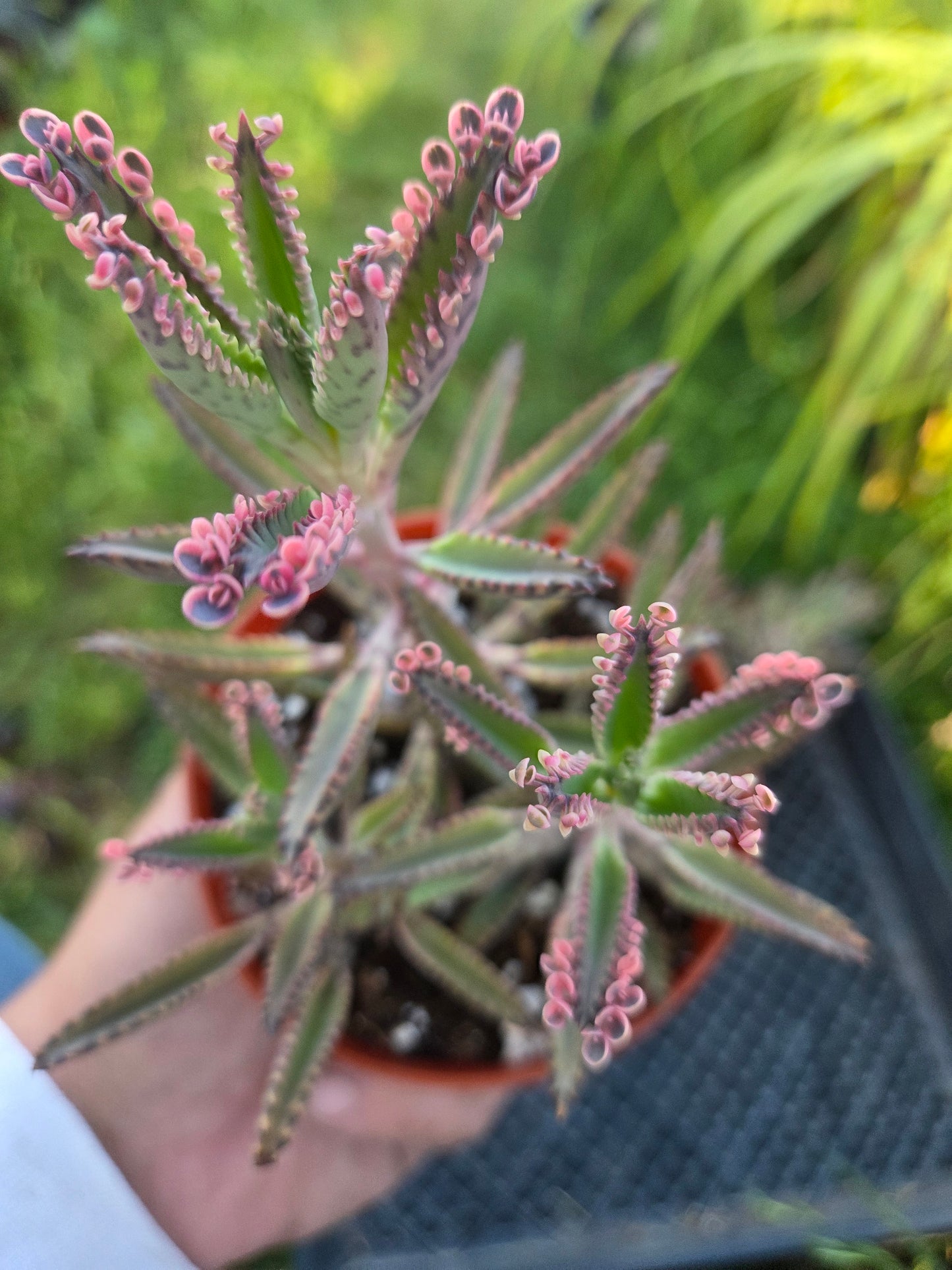 Pink Kalanchoe "Mother of Thousands"  (4" pot)Succulent plant