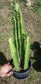 Euphorbia Trigona "African Milk Tree" (1 Gal. Pot)