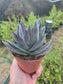 Crassula Garnet Lotus (4" pot) Succulent Plant