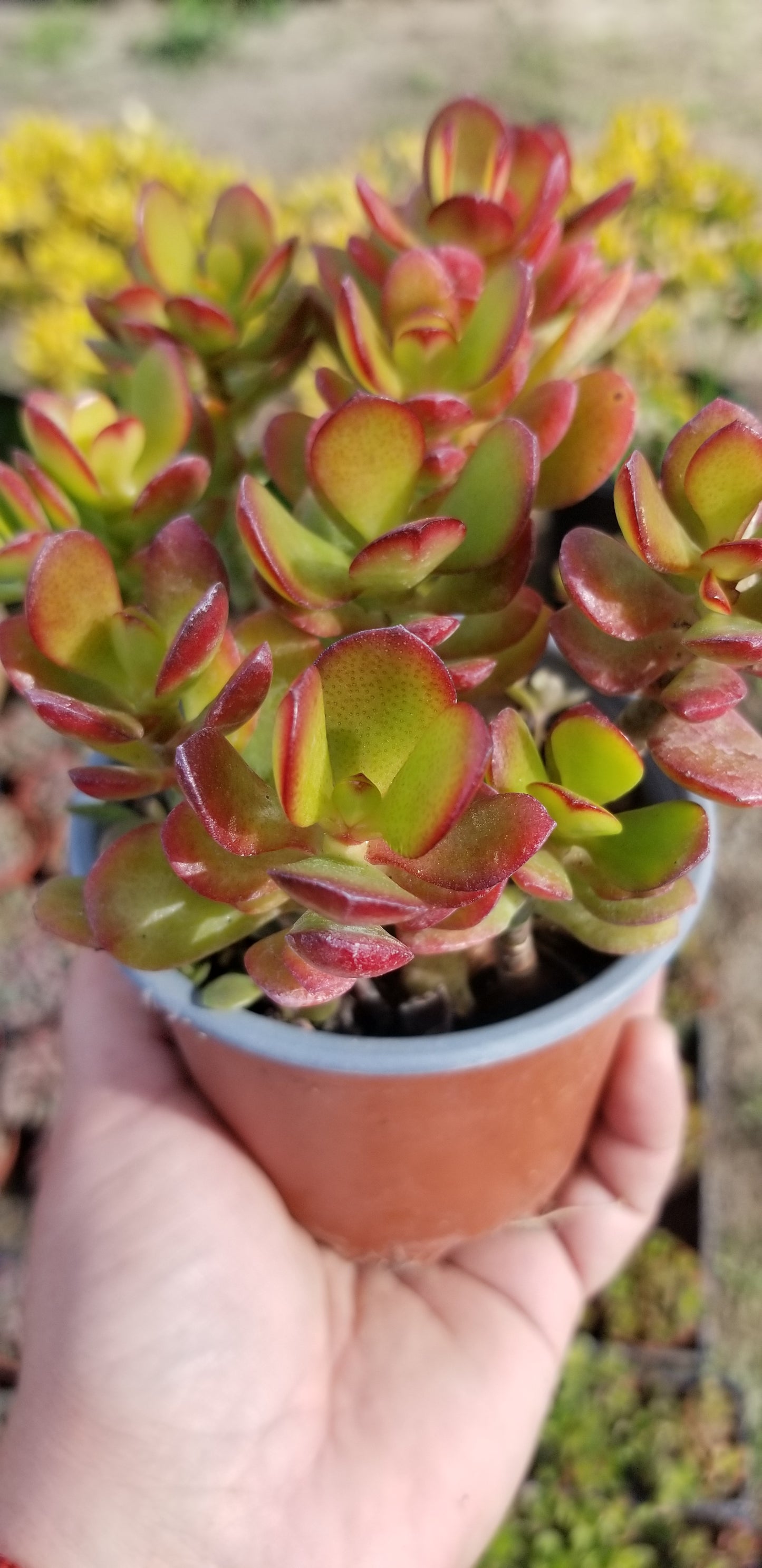 4" Crassula Ovata Crosby's Compact