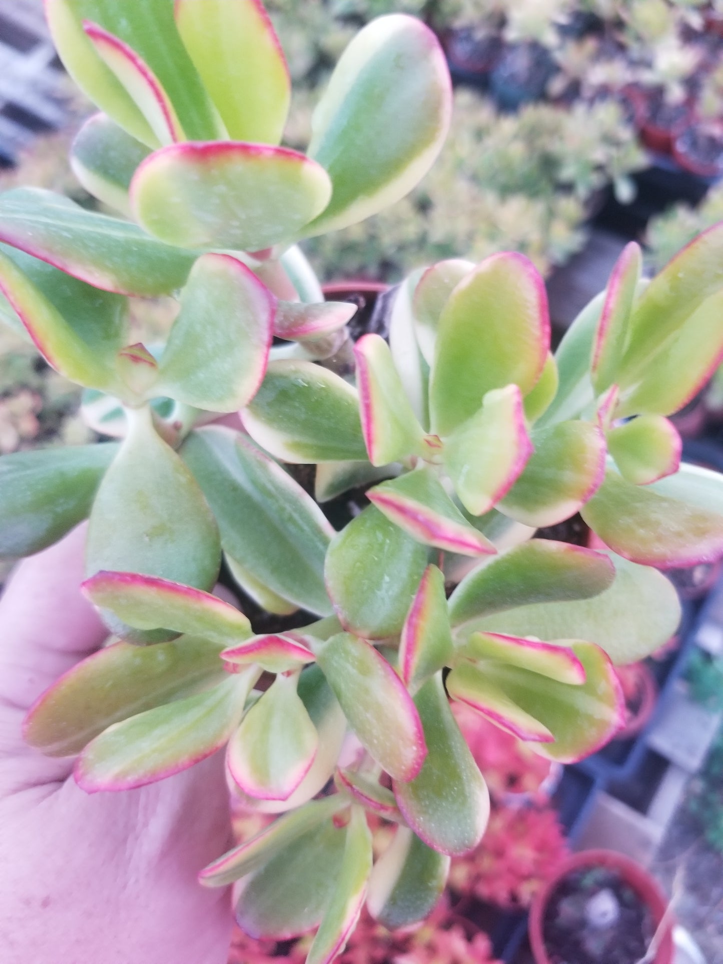 4" Crassula Ovata lemon and Lime