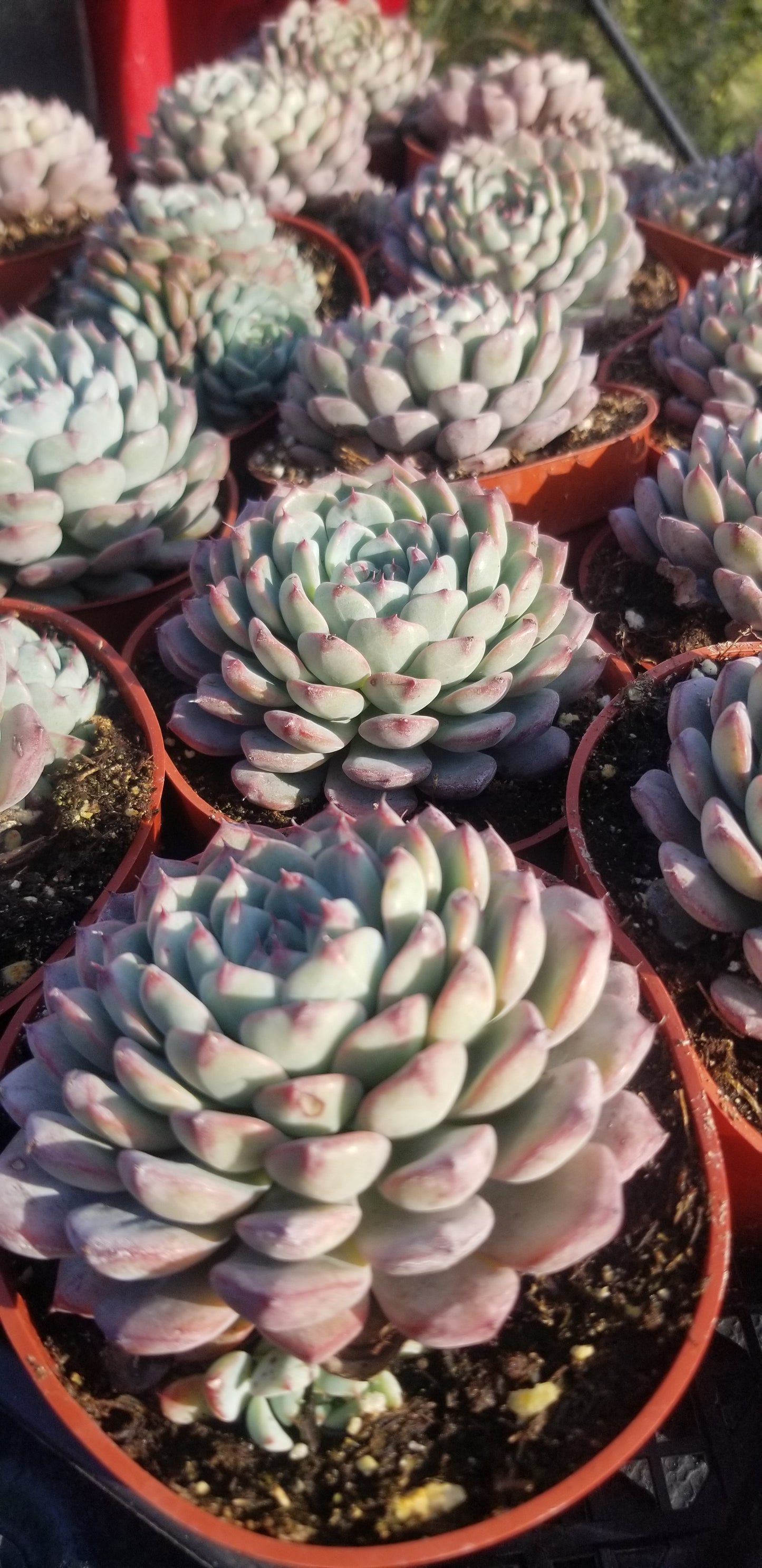 Echeveria Minima, succulent plant (4" pot)