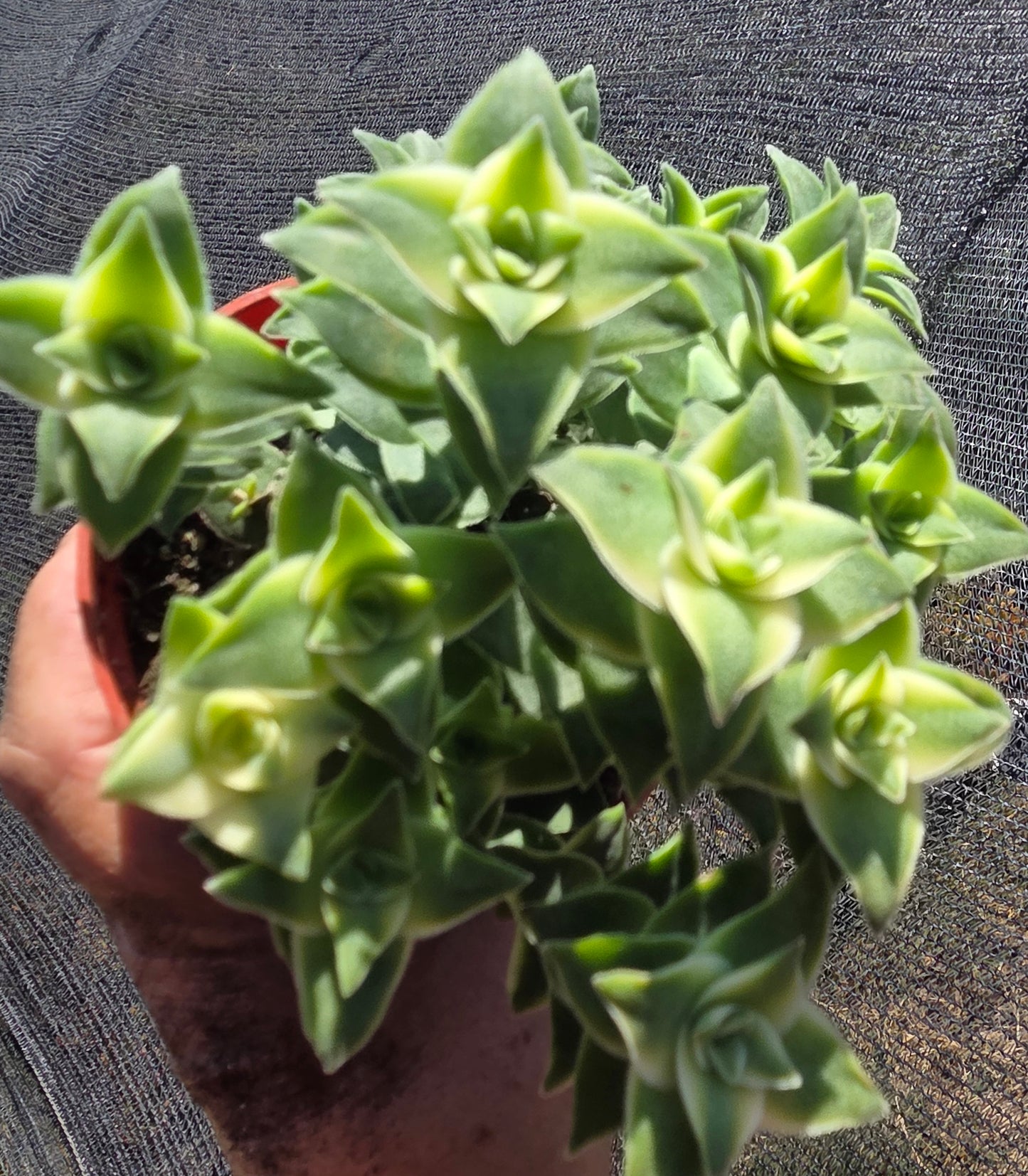 Crassula Perfolata Variegated "Strings of Bottons Variegated (4" pot) Succulent Plant