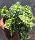 Crassula Perfolata Variegated "Strings of Bottons Variegated (4" pot) Succulent Plant