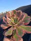 Aeonium Pink Lady (4" pot)