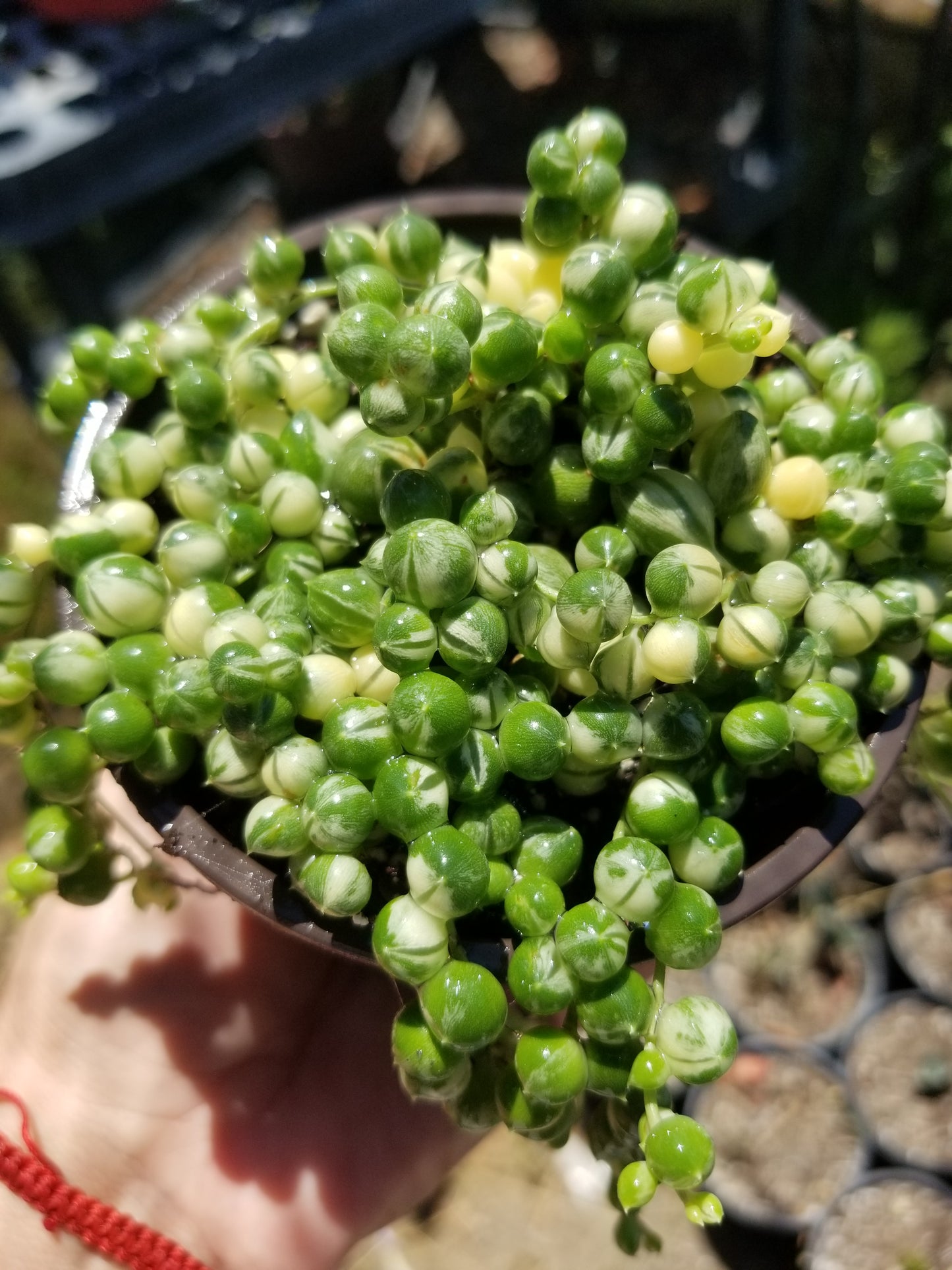 4" Variegated Strings of Pearls