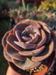 Echeveria Dusty Rose (4" pot) Succulent Plant