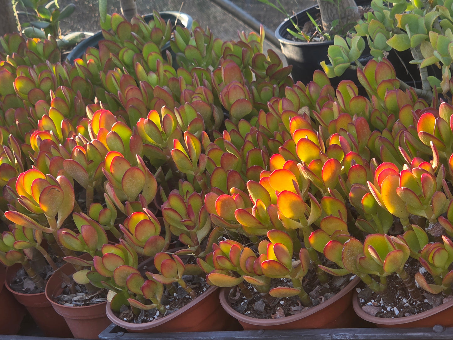 Crassula Ovata Jade (4"pot)