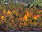 Crassula Ovata Jade (4"pot)