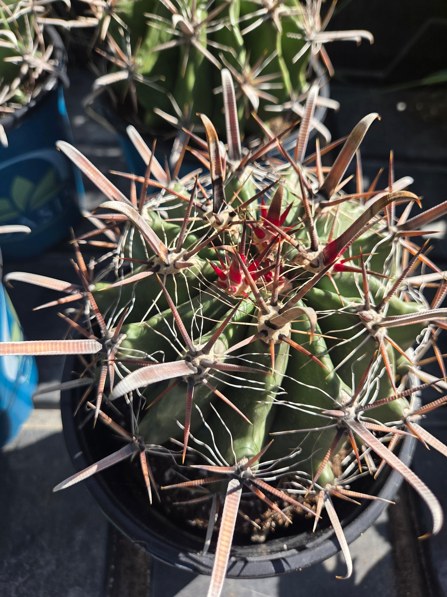 Fishhook Barrel Cactus "Ferocactus Wislizeni" (1 Gal. Pot)