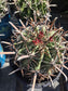 Fishhook Barrel Cactus "Ferocactus Wislizeni" (1 Gal. Pot)