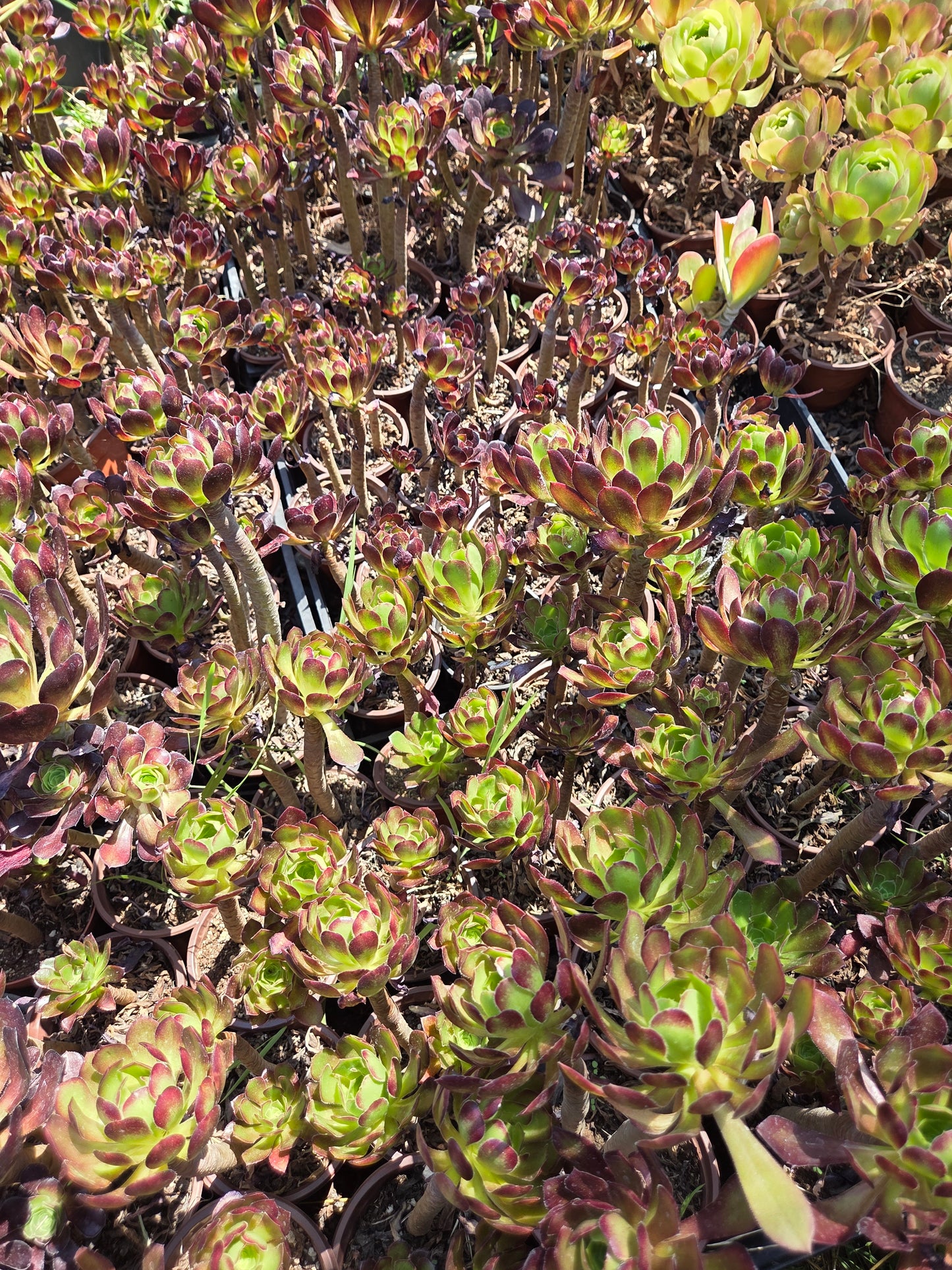Aeonium Arboreum Atropurpureum (3 rossetas in each 4" pot)