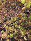 Aeonium Arboreum Atropurpureum (3 rossetas in each 4" pot)