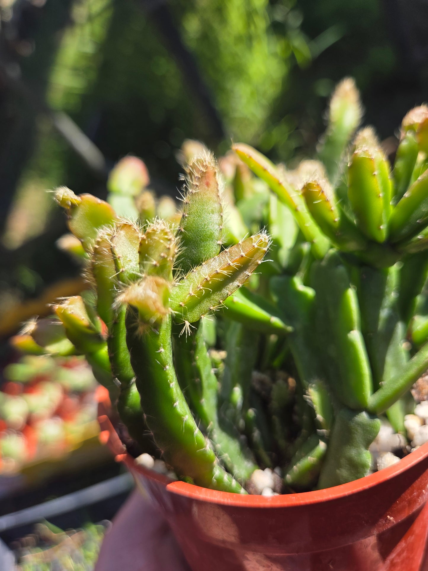4" Rhipsialis Cereoides, Succulent Plant