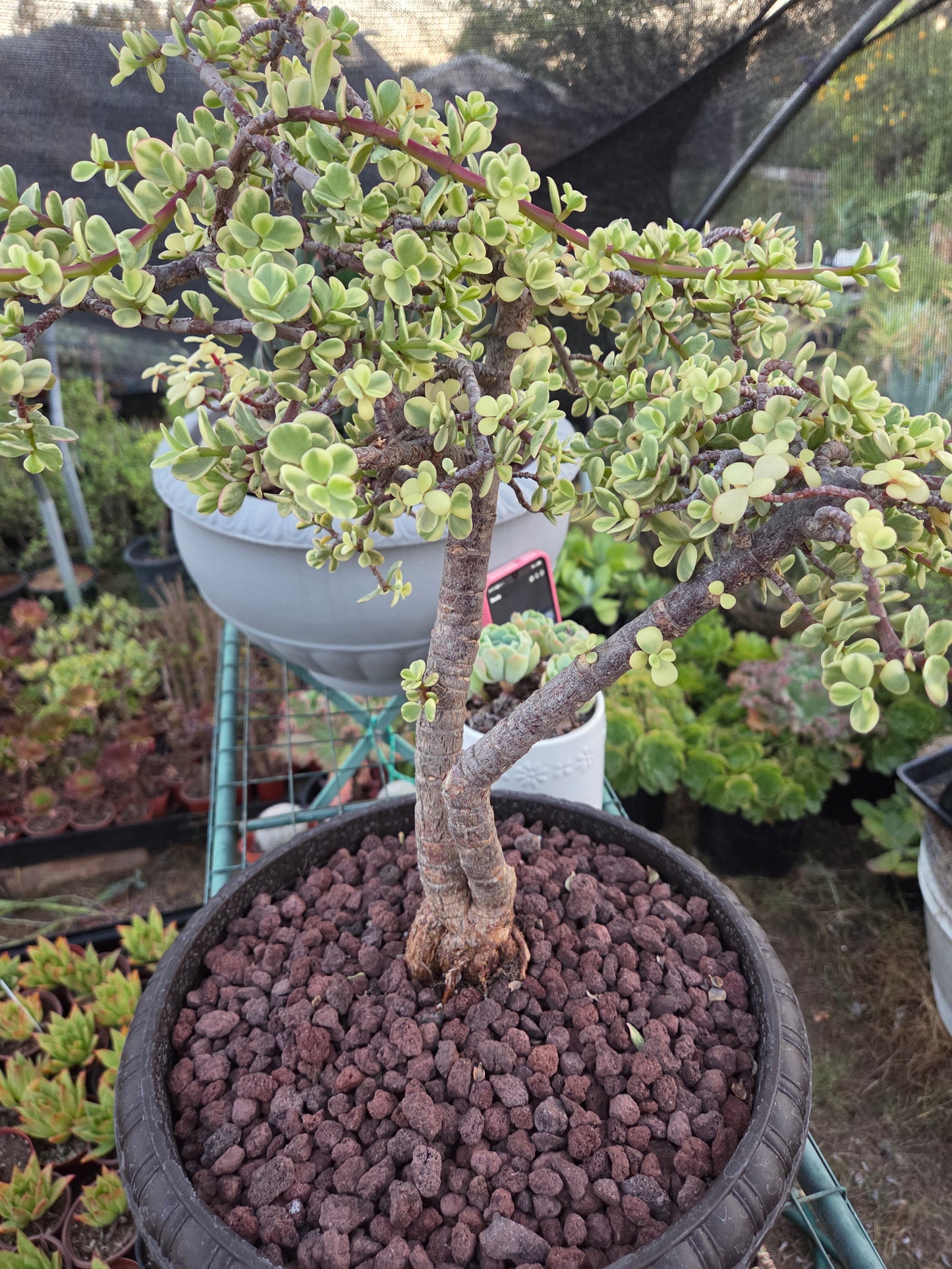 Portulacaria Afra Variegated Tree " Variegated Elephant Bush Tree" Bonsai Tree