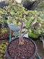 Portulacaria Afra Variegated Tree " Variegated Elephant Bush Tree" Bonsai Tree