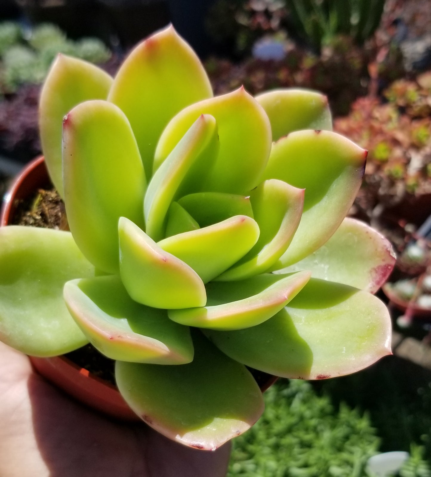 Echeveria Padilla, (4" pot) succulent plant