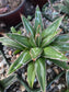 Baby Agave Victoria Reginae (4" pot)