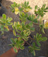 Crassula Ovata Lemon and Lime Tree, Bonsai Tree