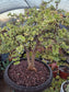 Portulacaria Afra Variegated Tree " Variegated Elephant Bush Tree" Bonsai Tree
