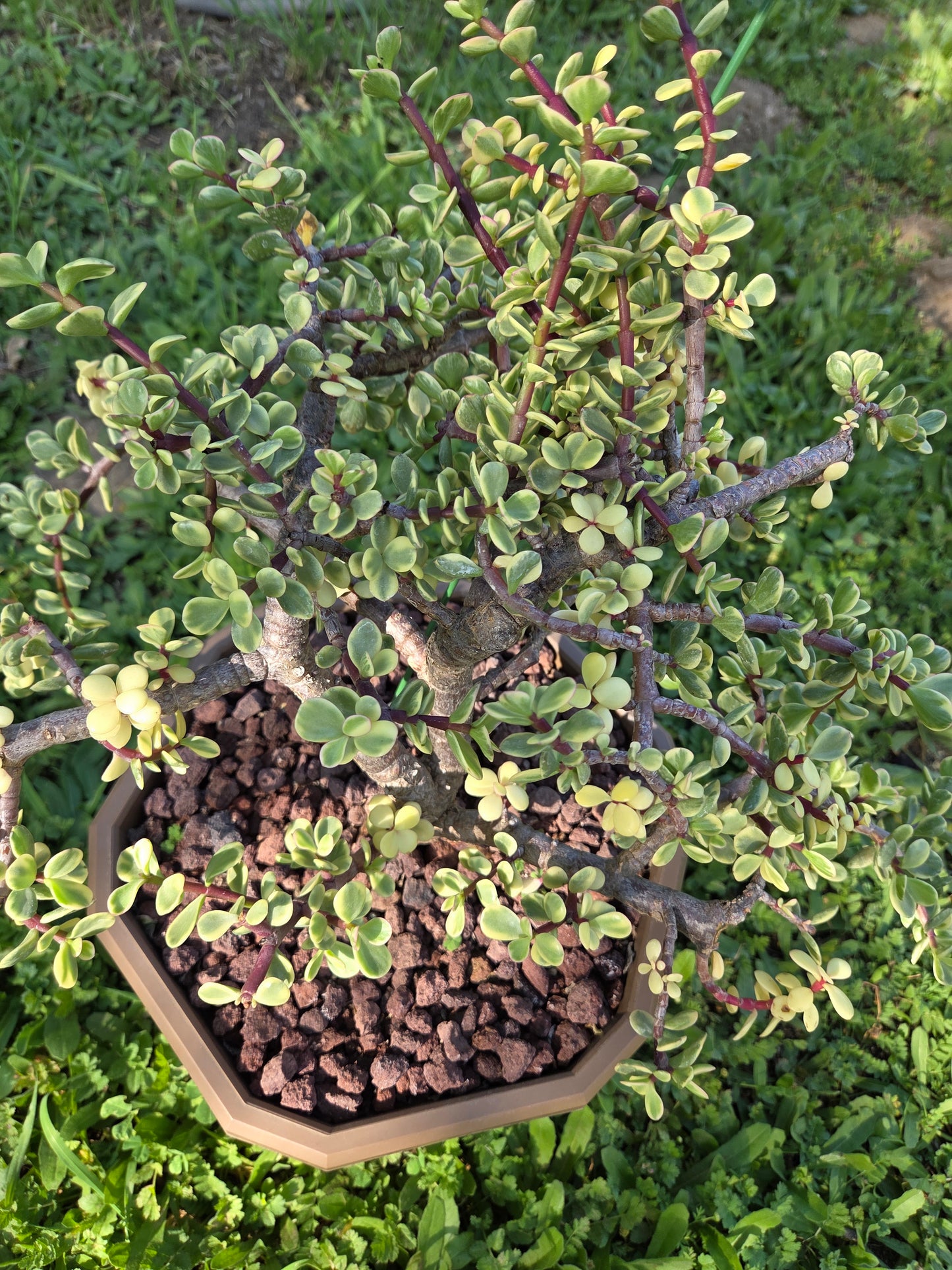 Portulacaria Afra Variegated Tree " Variegated Elephant Bush Tree" Bonsai Tree