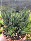 Haworthia Coarctata (4" pot)