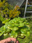 Aeonium Lily Pad Bouquet  (4" Pot)
