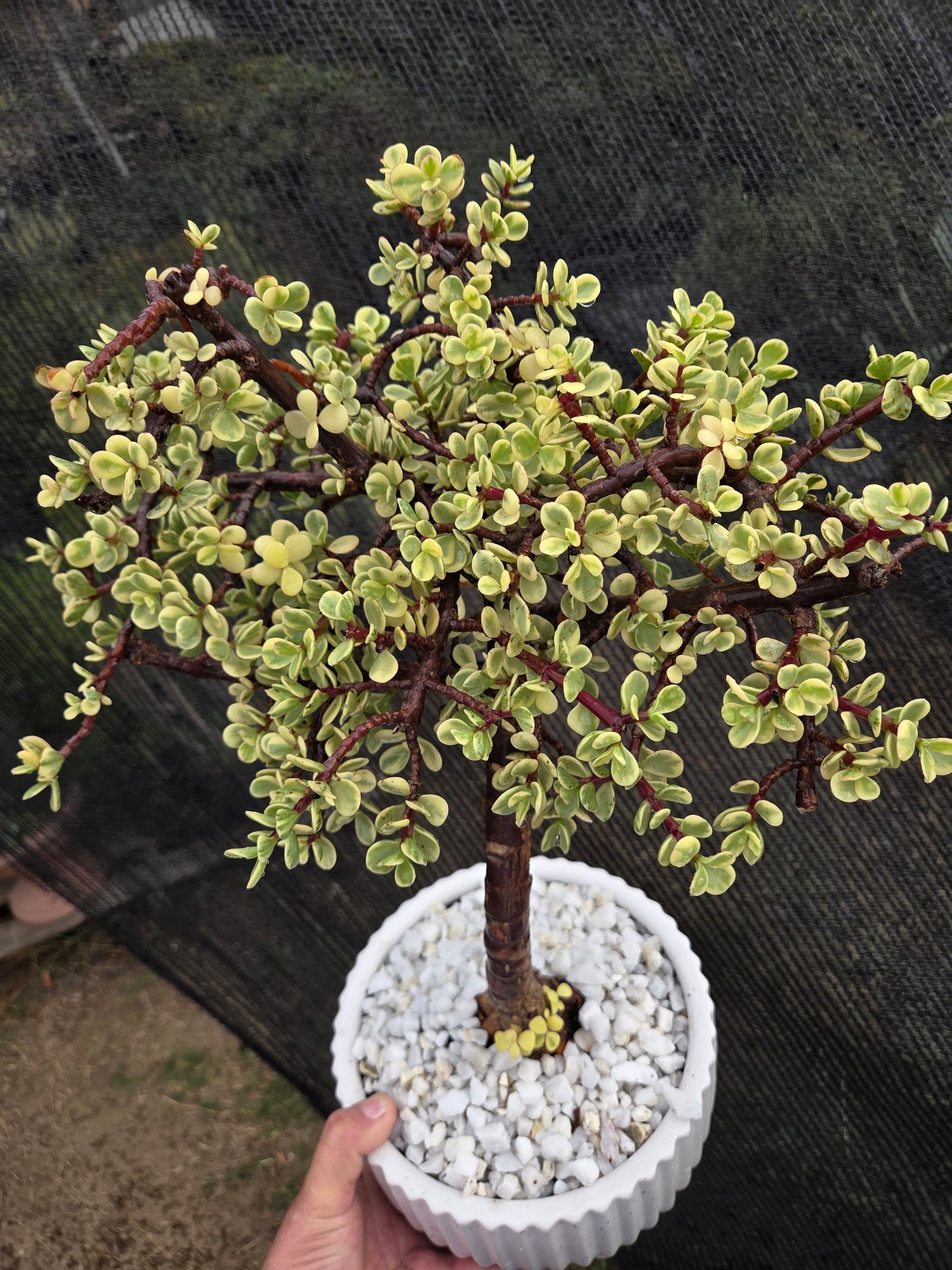 Portulacaria Afra Variegated Tree " Variegated Elephant Bush Tree" Bonsai Tree