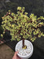 Portulacaria Afra Variegated Tree " Variegated Elephant Bush Tree" Bonsai Tree
