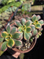 Aeonium Sunburst Crested (4" pot) Succulent Plant