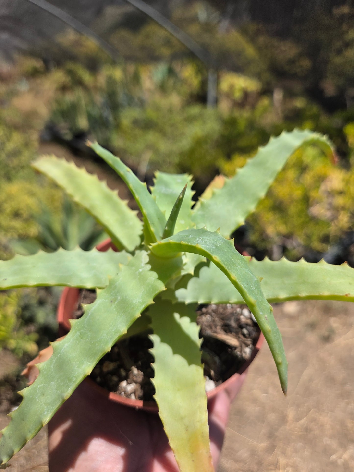 Aloe Arborenscens (4" pot)