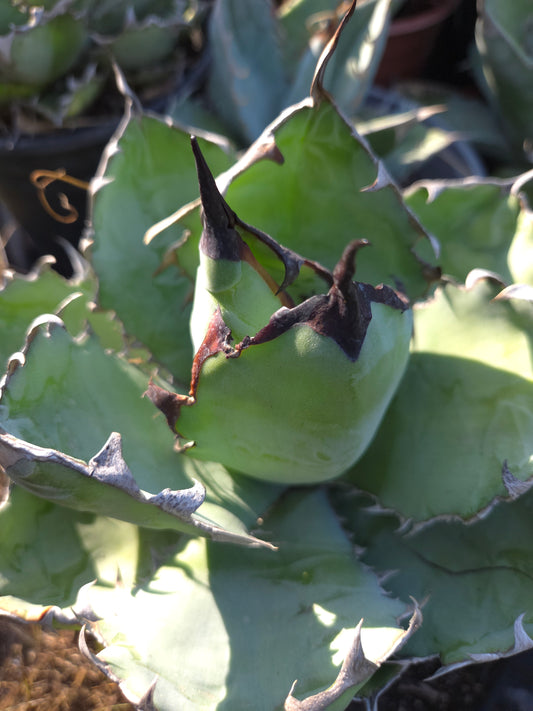 Agave Titanota "Black and Blue"