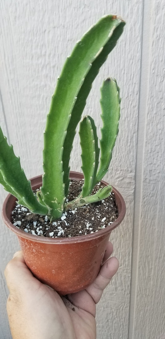 4" Stapelia Gigantea