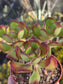 Sedum Dendroideum (4" pot)