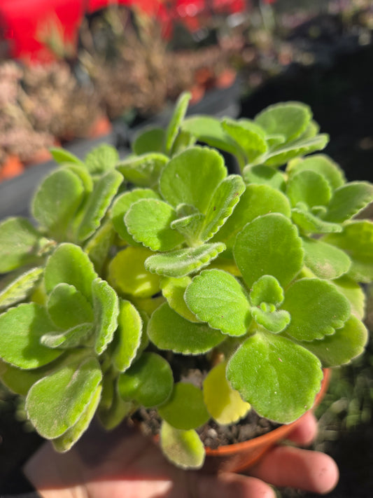 Plectranthus Tomentosa "Vicks plants" (4" pot)