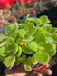 Plectranthus Tomentosa "Vicks plants" (4" pot)