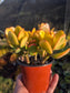 Crassula Ovata Hummel's Sunset (4" Pot)